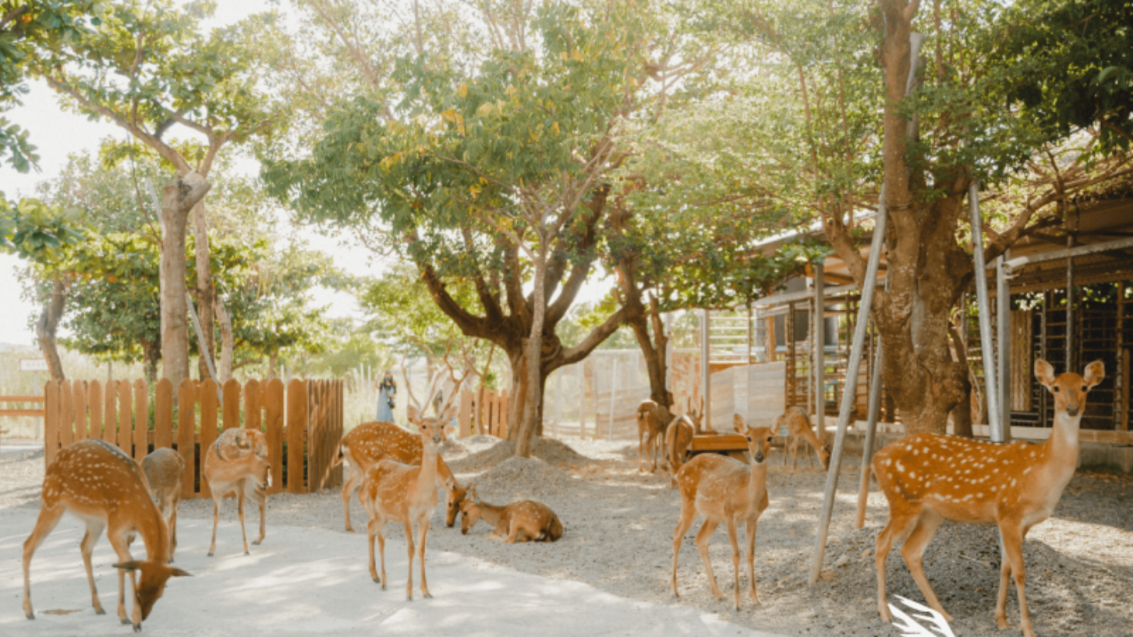 鹿境梅花鹿生態園區