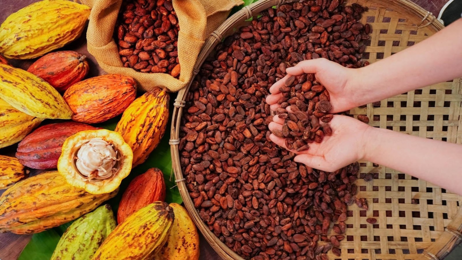 阿信巧克力農場